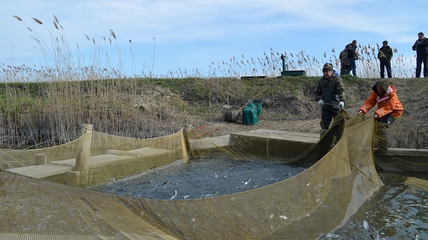 4 миллионов штук молоди пресноводных рыб выпущено в водохранилища Крыма