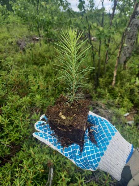В этом году в Сахалинской области восстановят леса на площади более 3 тысяч гектаров