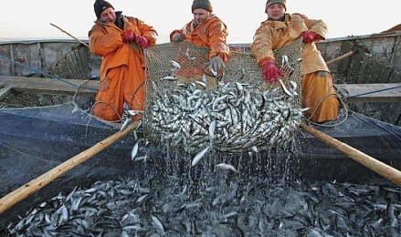 К 2020 РФ планирует производить году вдвое больше рыбы