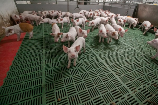 Чистогорский свинокомплекс «Сибагро» увеличил выпуск мясной продукции за счет бережливых технологий
