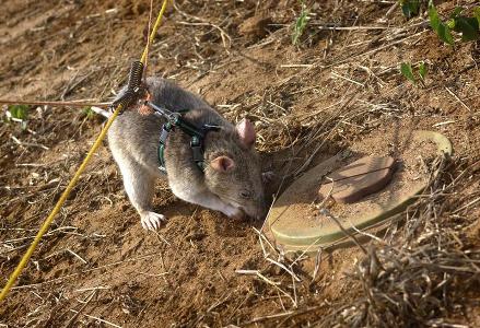 Российские ученые предложили в борьбе с терроризмом использовать крыс